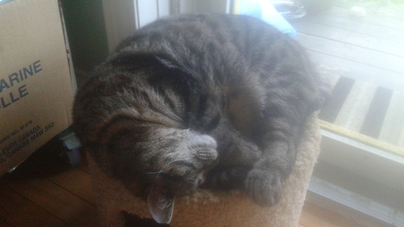 Old Tazz picture for reference...
